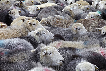 A flock of Herdwick sheep in Cumbria, England, United Kingdom, Europe