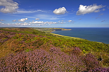 Robin Hood's Bay from the heather covered coast above Ravenscar, North Yorkshire, England, United Kingdom, Europe