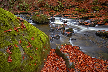 The Moness burn flowing through the Birks of Aberfeldy in late autumn, Perthshire, Scotland, United Kingdom, Europe