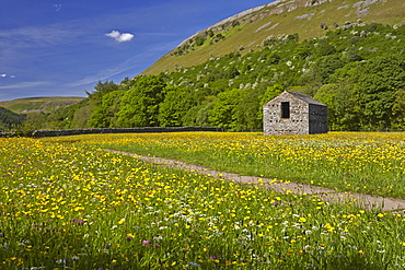 Buttercup meadows near Muker, Swaledale, Yorkshire Dales, North Yorkshire, England, United Kingdom, Europe