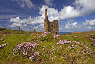 Thrift growing around the ruins of Wheal Owles tin mine on the cliff tops near Botallack, Cornwall, England, United Kingdom, Europe