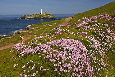 Godrevy lighthouse seen from the thrift covered coastal path at Godrevy Point near Hayle, Cornwall, England, United Kingdom, Europe