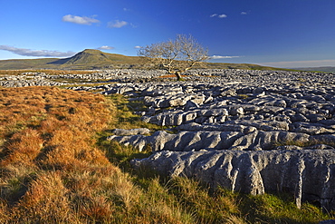 Ingleborough seen from the limestone pavement on Twistleton Scar, Yorkshire Dales National Park, North Yorkshire, England, United Kingdom, Europe