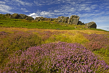 The Cow and Calf rocks and heather covered Ilkley Moor in late summer, West Yorkshire, England, United Kingdom, Europe