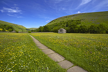 Path leading through traditional hay meadows, Muker, Swaledale, Yorkshire Dales, North Yorkshire, England, United Kingdom, Europe