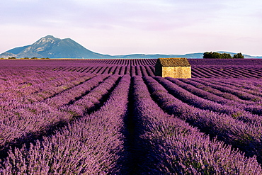 A small hut sits in a wonderful and in bloom lavender field in Valensole, Alpes-de-Haute Provence, France, Europe