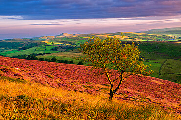 Summer view of Shutlinsloe with carpet of heather, Wildboarclough, Cheshire, England, United Kingdom, Europe