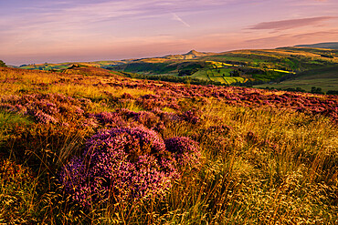 The summer view of Shutlinsloe with heather, Wildboarclough, Cheshire, England, United Kingdom, Europe