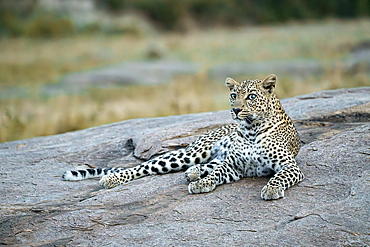 A female leopard, Panthera pardus, sits on a rock, Amboseli National Park, Kenya, East Africa, Africa