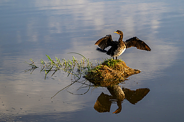 Bird with open wings at sunrise, Amboseli National Park, Kenya, East Africa, Africa
