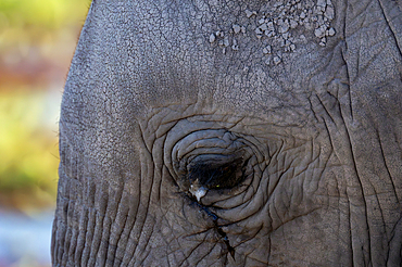 Detail of elephants eye, Amboseli National Park, Kenya, East Africa, Africa.