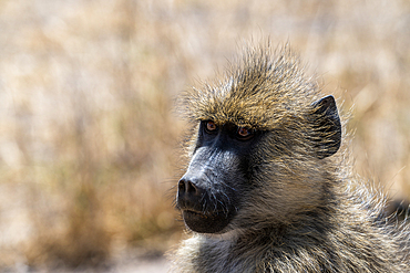 Female Yellow Baboon (Papio cynocephalus), Amboseli National Park, Kenya, Africa