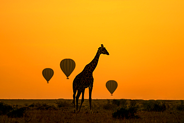 Giraffe silhouetted at sunrise with hot air balloons, Maasai Mara Game Reserve, Kenya, Africa