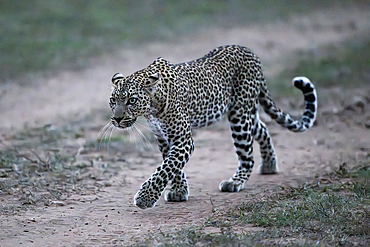 Male leopard preparing for hunt, Maasai Mara Game Reserve, Kenya, Africa