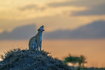Male leopard sat on termite hill yawning at sunset, Maasai Mara Game Reserve, Kenya, Africa