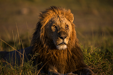 Male lion at sunrise, Maasai Mara Game Reserve, Kenya, Africa