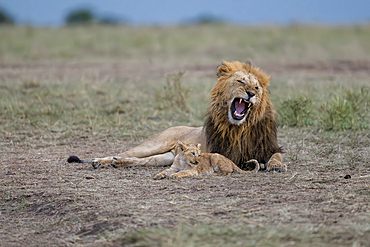 Male lion with cub, Maasai Mara Game Reserve, Kenya, Africa