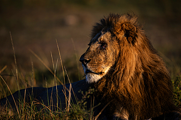 Male lion with eye injury at sunrise, Maasai Mara Game Reserve, Kenya, Africa