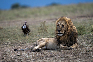 Male lion with vulture in background, Maasai Mara national reserve, Kenya, Africa