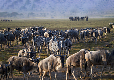 Wildebeests and zebras on the move across the dusty landscape of Amboseli National Park, Kenya, East Africa, Africa