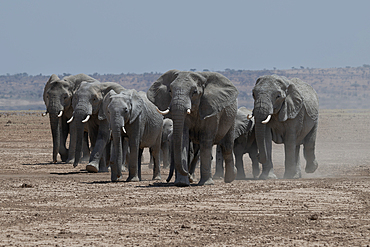 Elephants in Amboseli National Park, Kenya, Africa