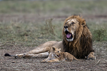 Male lion yawning with cub, Maasai Mara national reserve, Kenya, Africa