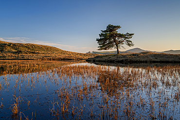 Kelly Hall Tarn and lone tree at sunset, Lake District National Park, Cumbria