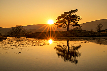 Kelly Hall Tarn with lone tree and reflected sunburst , Lake District National Park, Cumbria