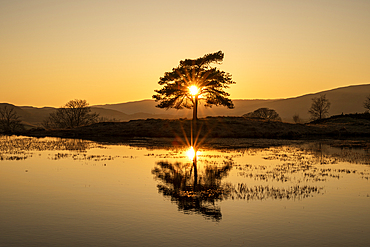 Kelly Hall Tarn with lone tree at sunset, Lake District National Park, Cumbria