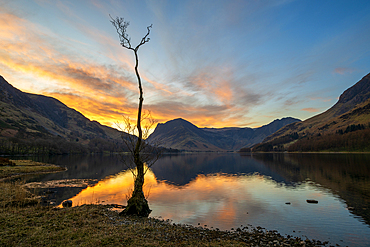 Lone tree on the shores of Lake Buttermere with Fleetwith Pike in the distance, Lake District National Park, Cumbria