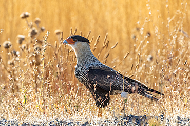 Crested caracaras [Caracara plancus], Patagonia, Argentina, South America