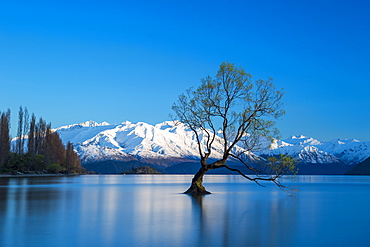 The Wanaka Tree at backed by snow capped mountains, Wanaka, Otago, South Island, New Zealand, Pacific