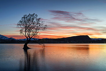 The Wanaka Tree with dramatic sky at sunrise, Lake Wanaka, Otago, South Island, New Zealand, Pacific