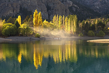 Poplar trees in autumnal colours, San Carlos de Bariloche, Patagonia, Argentina, South America