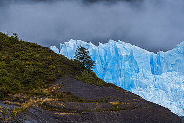 Lone tree set against Perito Moreno Glacier in Los Glaciares National Park, UNESCO World Heritage Site, Santa Cruz Province, Patagonia, Argentina, South America