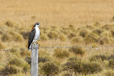 Red-backed Hawk (Variable hawk), Los Glaciares National Park, Santa Cruz Province, Patagonia, Argentina, South America