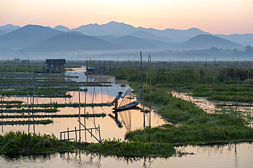 Intha leg rowing fisherman with net at Inle Lake gardens backed by mountains, Inle Lake, Shan State, Myanmar (Burma), Asia