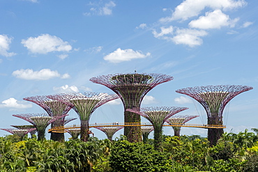 The Supertrees of Gardens by the Bay with high level walkway, Singapore, Southeast Asia, Asia