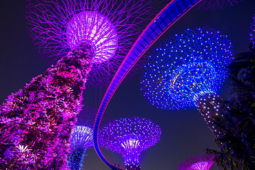 The Supertrees of Gardens by the Bay with high level walkway, at night, Singapore, Southeast Asia, Asia