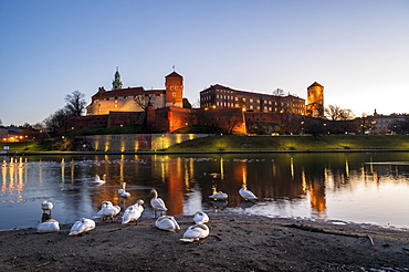 Wawel Hill Castle and Cathedral, Vistula River with swans, UNESCO World Heritage Site, Krakow, Poland, Europe