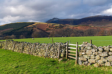Dry stone wall and grazing sheep, Lake District National Park, UNESCO World Heritage Site, Cumbria, England, United Kingdom, Europe