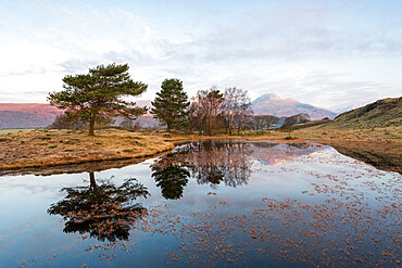 Kelly Hall Tarn with view of Coniston Old Man at sunrise, Lake District National Park, UNESCO World Heritage Site, Cumbria, England, United Kingdom, Europe