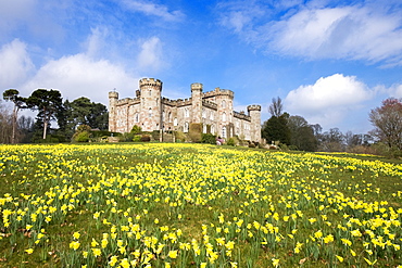 Daffodils at Cholmondeley Castle in Cheshire, England, United Kingdom