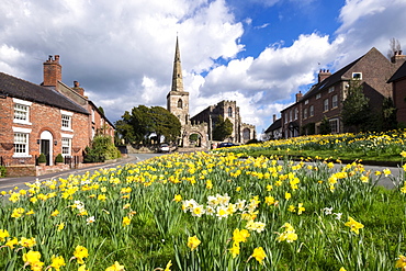 Daffodils on the Village Green, Astbury, Cheshire, England, United Kingdom, Europe