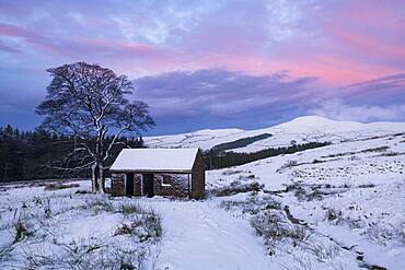 Stone Barn and Footpath leading to the Peak of Shutlingsloe in winter, near Wildboarclough, Peak District National Park, Cheshire, England, United Kingdom, Europe