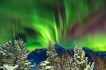 Snow covered trees and mountain ridge with star filled night sky and Northern Lights (Aurora Borealis), Gerdi Farm, Iceland, Polar Regions