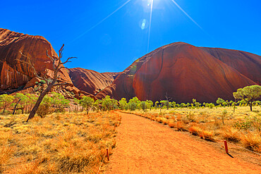 Sand footpath and bush vegetation in winter season at Kuniya walk in Uluru-Kata Tjuta National Park, UNESCO World Heritage Site, Northern Territory, Australia, Pacific