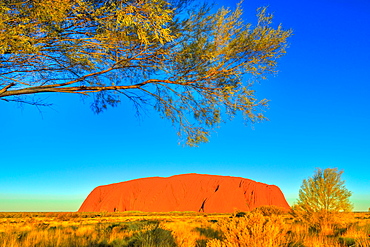 The bush vegetation in winter (dry season) frames the iconic red sandstone monolith called Uluru (Ayers Rock) in Uluru-Kata Tjuta National Park, UNESCO World Heritage Site, Northern Territory, Australia, Pacific