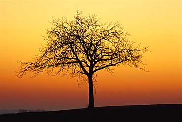 Bare tree silhouetted at dawn, Dordogne, France, Europe