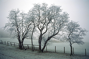 Frost on trees on farmland in winter